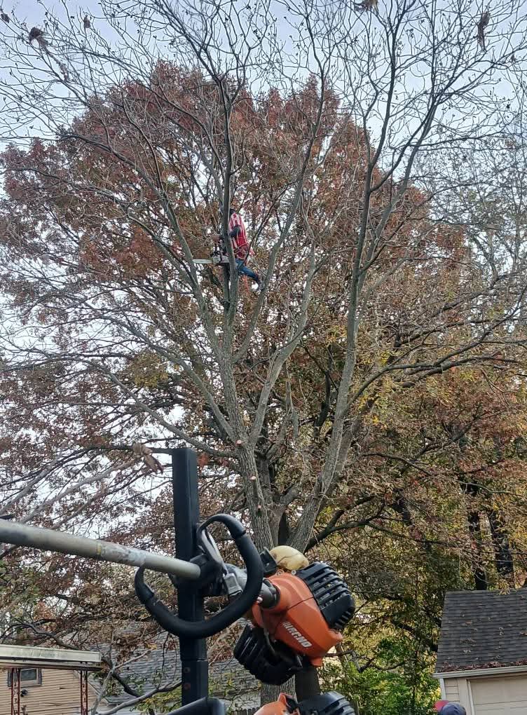 Tree Trimming Removal